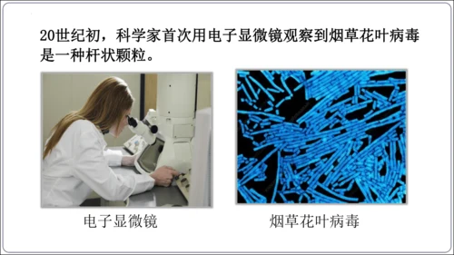 5.5第五章 病毒【2024秋人教八上生物精彩课堂（课件内嵌视频）】(共28张PPT)