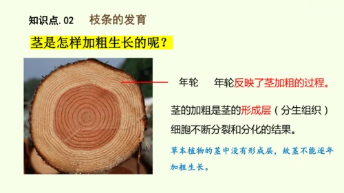 3.1.2植株的生长-七年级生物下学期同步精品课件（2024人教版）(共26张PPT)