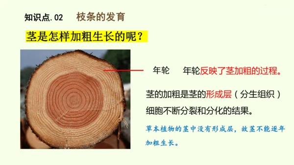3.1.2植株的生长-七年级生物下学期同步精品课件（2024人教版）(共26张PPT)
