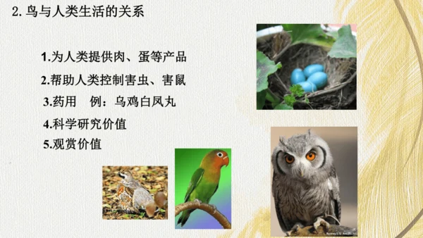 人教版 初中生物七年级上册2.2.2脊椎动物（鸟和哺乳动物）课件(共24张PPT)+ 视频素材