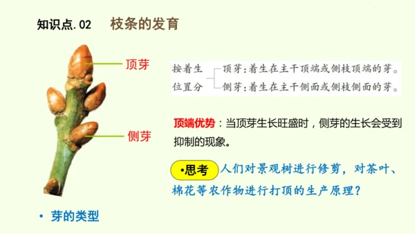 3.1.2植株的生长-七年级生物下学期同步精品课件（2024人教版）(共26张PPT)