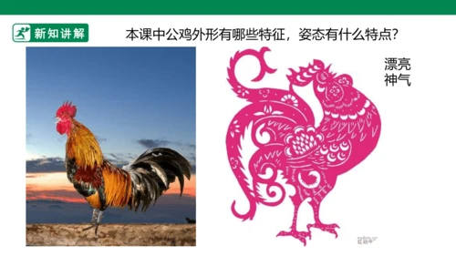 第十四课《艳丽的大公鸡》课件