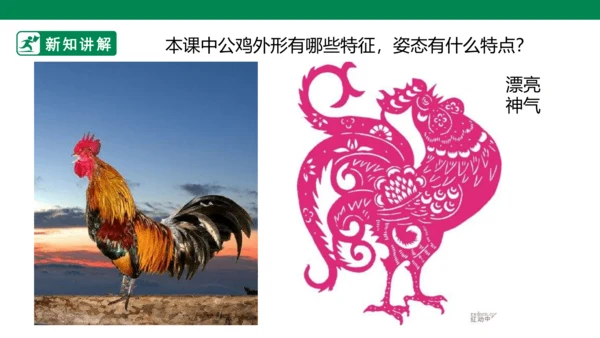第十四课《艳丽的大公鸡》课件