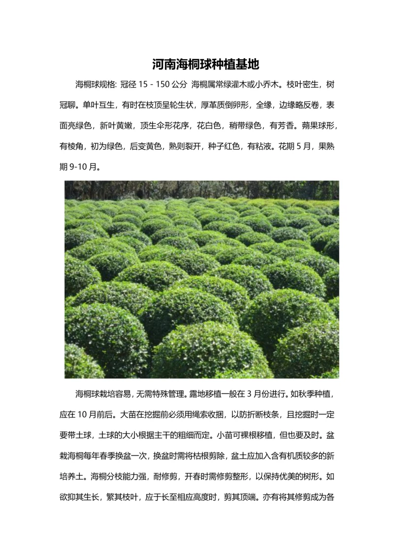 河南海桐球种植基地.docx