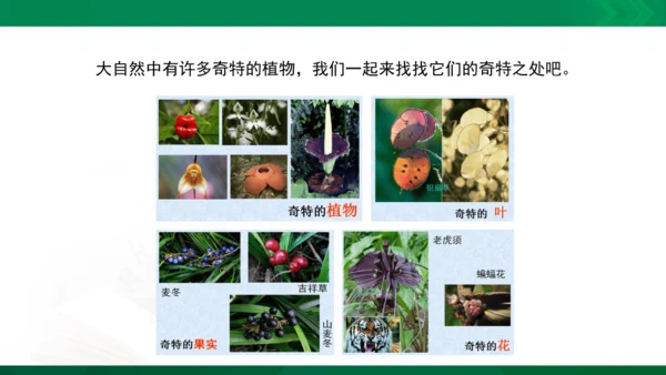 人教版一年级下册美术11《太空里的植物》精品课件