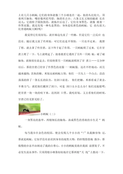 描写小动物的作文。