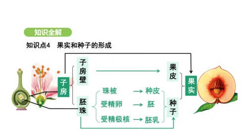 第三单元-第一章-第三节-开花和结果课件-2024-2025学年七年级生物下学期人教版(2024)(