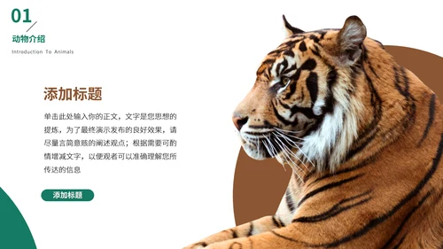 猎豹动物世界花豹科普介绍，豹子通用PPT模板