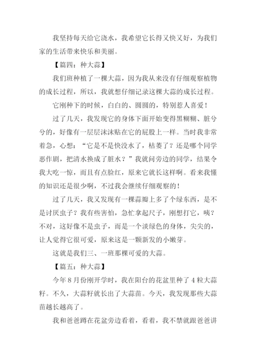 种大蒜作文四年级.docx