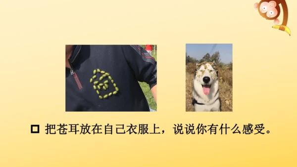 3 植物妈妈有办法  课件