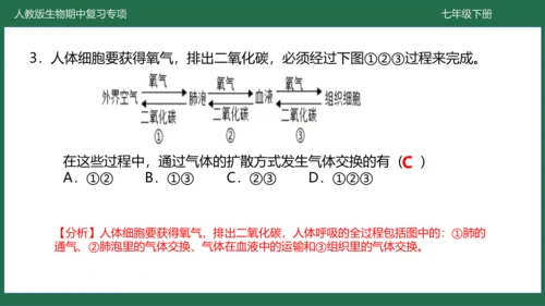 第三章 人体的呼吸（-七年级生物下学期期中考点大串讲（人教版）(共25张PPT)