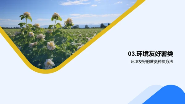 绿色薯种：环保农业