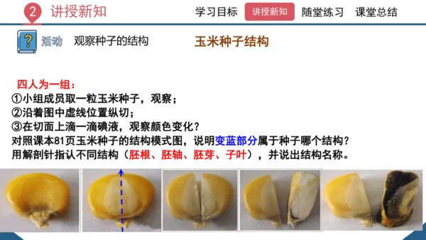 3.1.2  种子植物（课时1 种子的结构）课件-2023-2024学年人教版生物七年级上册(共24
