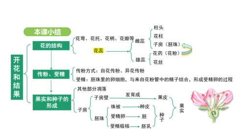 第三单元-第一章-第三节-开花和结果课件-2024-2025学年七年级生物下学期人教版(2024)(