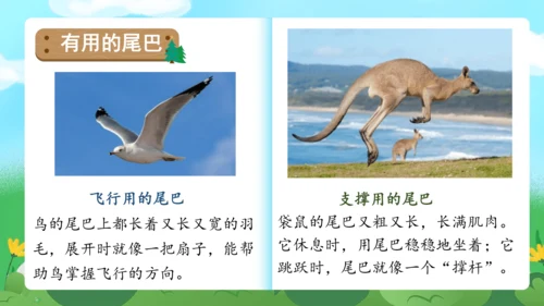 课文6《比尾巴》（教学课件）