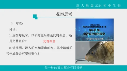 人教版生物七年级上册2.2.2《脊椎动物》（第1课时）课件(共42张PPT)+视频素材