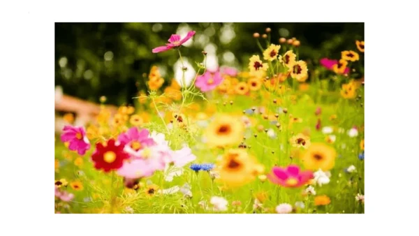 2《花的学校》   课件