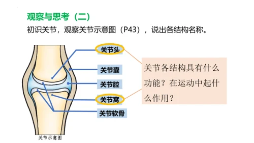 人教版生物八年级上册5.2.1 动物的运动 课件(共34张PPT)+视频素材