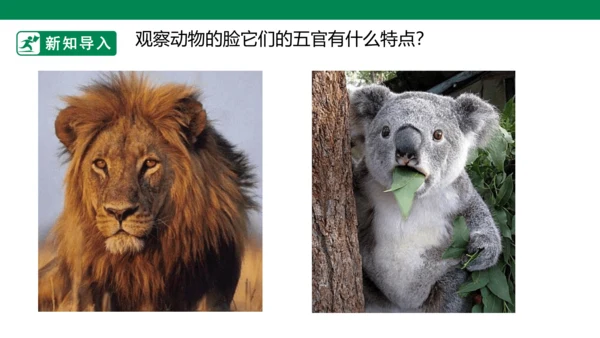 第十课《动物的脸》课件