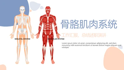 简约医疗骨骼肌肉系统动态PPT
