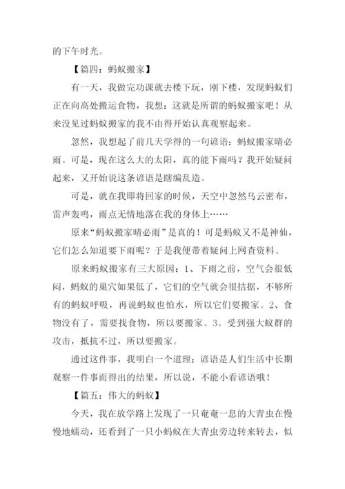 蚂蚁作文-10.docx