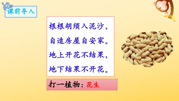 2 落花生    课件