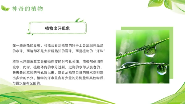 植物介绍简约绿色树叶花卉线条知识科普