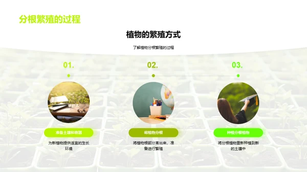 植物的奥秘世界