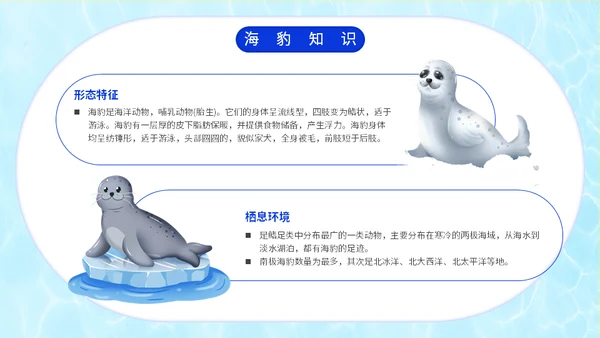 国际海豹日海狮海象通用PPT模板