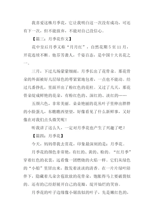 月季花作文200字-1.docx
