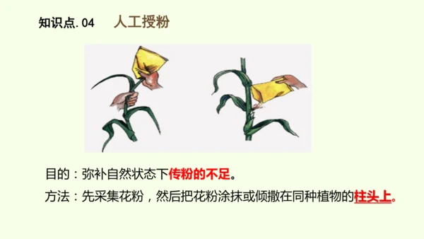 3.1.3开花和结果-七年级生物下学期同步精品课件（2024人教版）(共27张PPT)