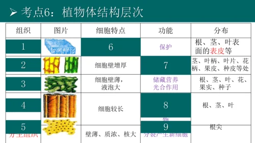 七上 第二单元生物体的结构层次-复习课件(共35张PPT)