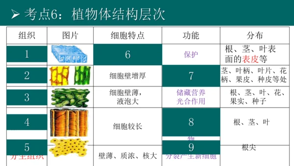 七上 第二单元生物体的结构层次-复习课件(共35张PPT)