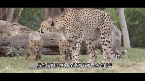 7 什么比猎豹的速度更快 第一课时 课件