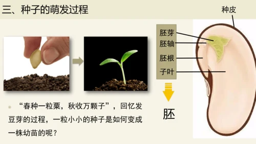 3.2.1 种子的萌发-2023-2024学年七年级生物上册优质课件（人教版）(共28张PPT)