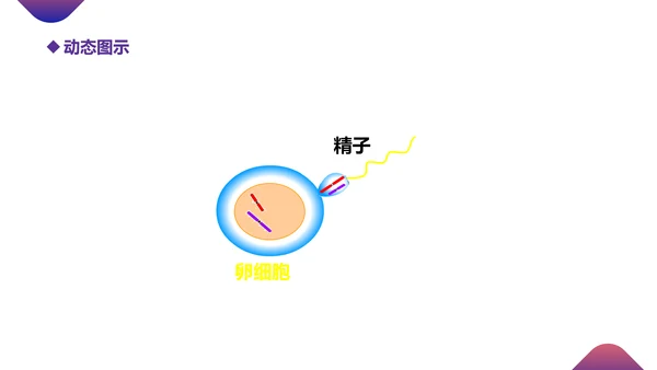 初高中生物课减数分裂作用PPT教学课件