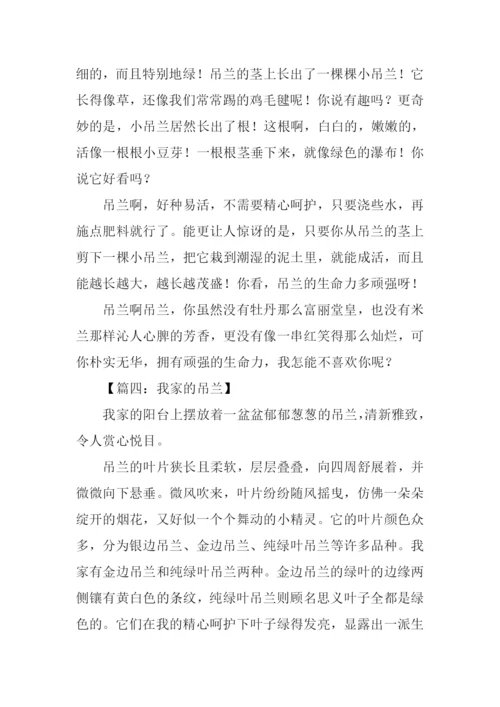 借物喻人的作文600字吊兰.docx