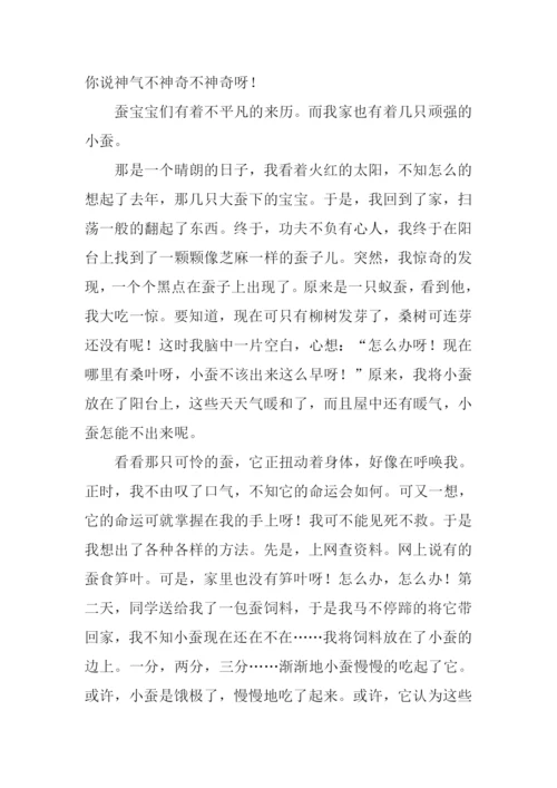 蚕的生命力作文.docx