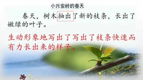20.美丽的小兴安岭   课件