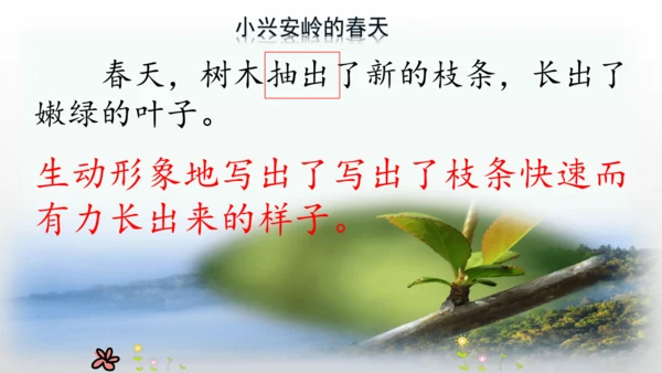 20.美丽的小兴安岭   课件