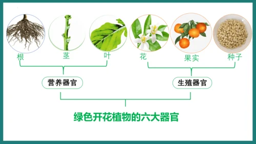 第一单元第三章从细胞到生物体（复习课件）-七年级生物上册同步教学精制课件（人教版2024）(共44张
