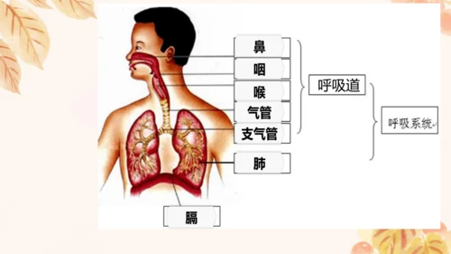 人教版（新课标）七下生物第四单元第一至三章复习课件(共34张PPT)