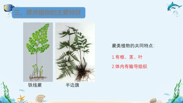 人教版七年级生物上册3.1《生物圈中有哪些绿色植物》复习课件（含25张ppt）