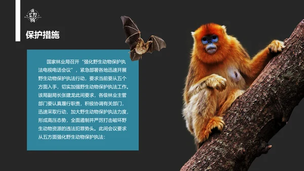 保护野生动物老虎PPT模板