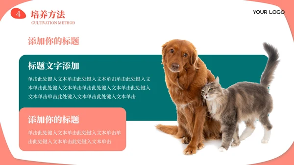 莫兰迪色卡通风宠物饲养心得经验分享PPT模板