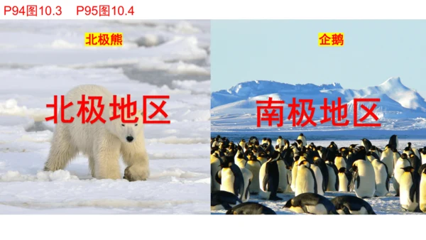 七下：极地地区（一轮复习12张）（人教版）