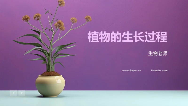 植物的生长过程