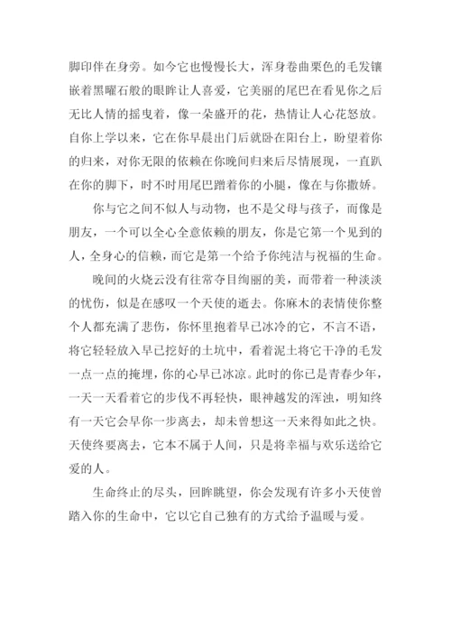 温暖·陪伴·朋友作文.docx