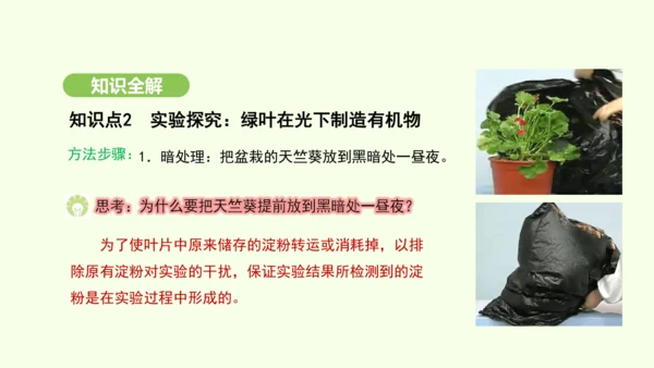 第三单元-第二章-第二节-光合作用-第1课时 绿叶在光下制造有机物课件-2024-2025学年七年级