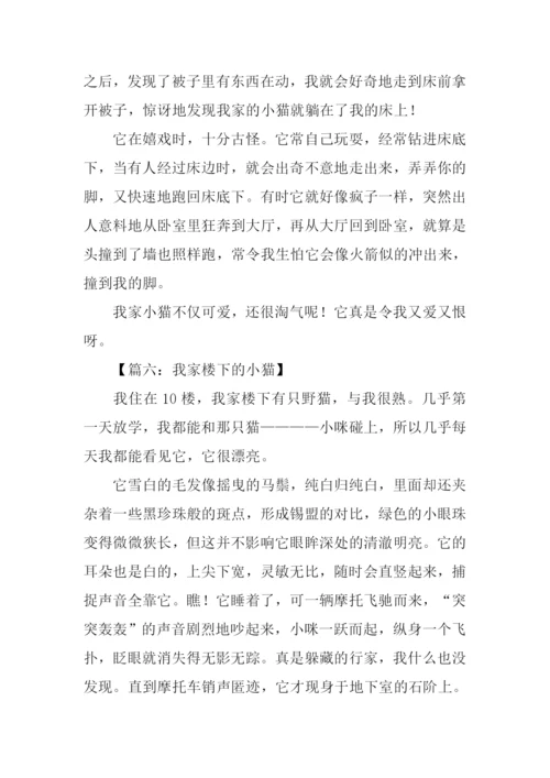 小猫的作文350字.docx